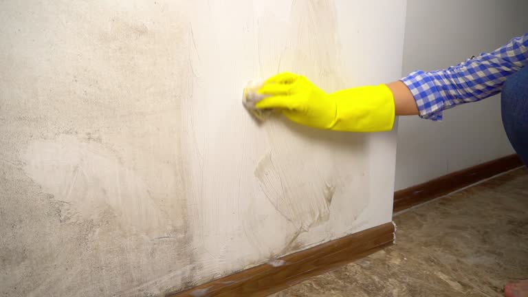 Best Mold-Related Health Consultation  in Sleepy Eye, MN
