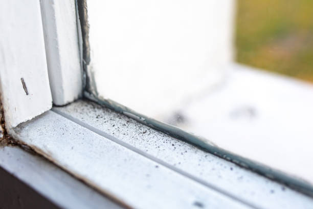Best Comprehensive Air Testing for Mold Contaminants  in Sleepy Eye, MN