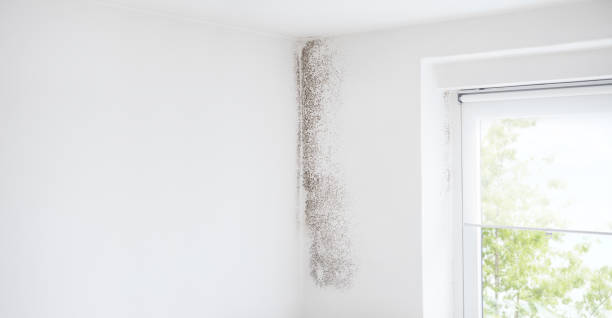 Best Mold Remediation for Healthcare Facilities  in Sleepy Eye, MN