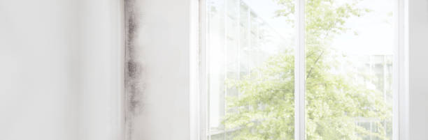 Best Mold Remediation for Rental Properties  in Sleepy Eye, MN