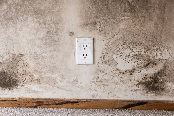 Best Emergency Mold Remediation  in Sleepy Eye, MN