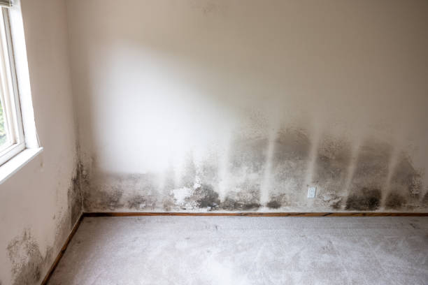 Best Mold Damage Restoration  in Sleepy Eye, MN