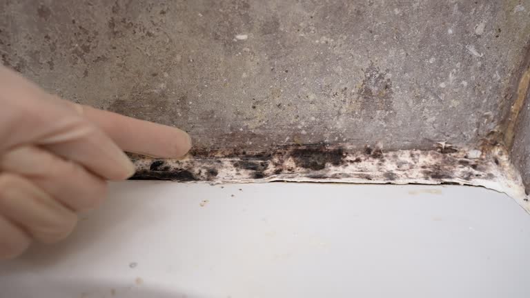 Best Industrial Mold Remediation  in Sleepy Eye, MN