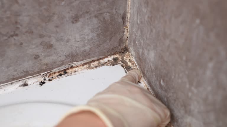 Best Air Quality Testing for Mold Spores  in Sleepy Eye, MN